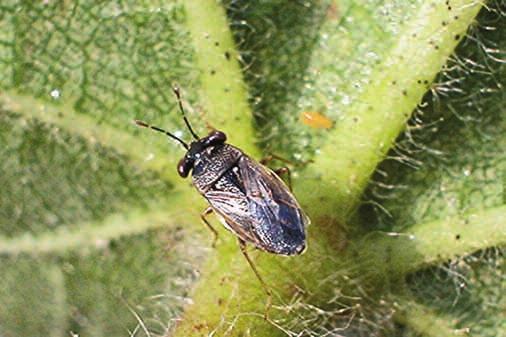 Insecticide applications typically reduce populations of beneficial insects, often resulting in secondary pest outbreaks.
