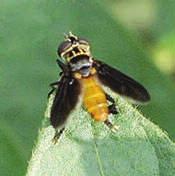 pennipes is a large, showy tachinid fly (family Tachinidae). It is somewhat larger than a housefly and has a bright orange abdomen and a velvety black head and thorax.