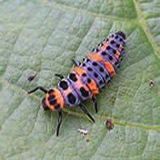 Both the nymphs and adults feed on pests such as tobacco budworms, bollworms, soybean loopers, fall armyworms, and beet armyworms.