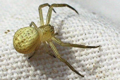 Spiders Many different species of spiders are found in fields of cotton, corn, soybeans, and other crops.