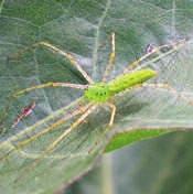Many are generalist and may feed upon a wide range of crop pests. However, they may also feed indiscriminately on other invertebrates, including beneficial insects. Spiders are not insects.