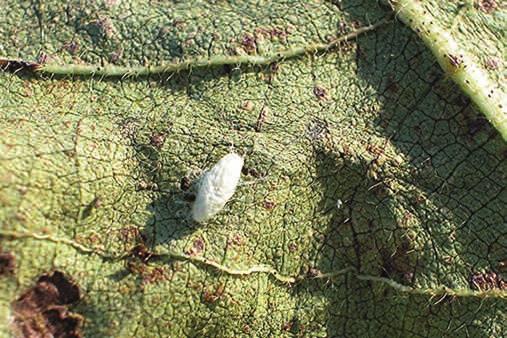 not parasitized. In another Louisiana study, parasitized soybean loopers weighed 50 percent more and consumed 40 percent more leaf area than nonparasitized larvae.