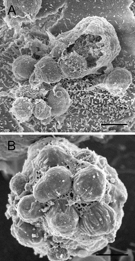 H. Borowski and others 24 undergoing merogony and transforming into a trophozoite stage, without invasion of host cells (Fig. 9A).