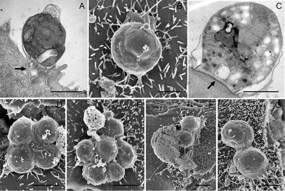 Morphological characterization of C. parvum in vitro 17 Fig. 2. Trophozoites on the host cell surface 48 h post-inoculation.