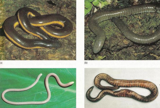 clades: Salamanders and newts ~520 species