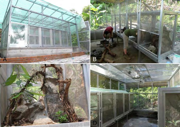 230 T. Ziegler et al. Building of a Conservation Breeding Facility Fig. 5. Building phase 3: (A) Overall view of the gecko house with inserted terraria (phot. K. V.