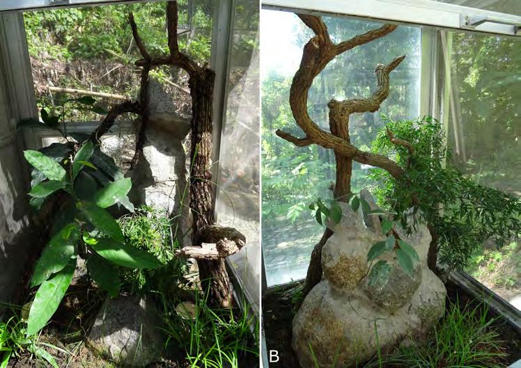 T. Ziegler et al. Building of a Conservation Breeding Facility 231 Fig. 6. Furnished terraria: (A) Terrarium (see Fig.