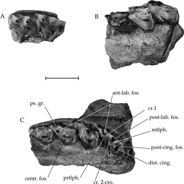 LATE OLIGOCENE ARCHAEOHYRACIDS FROM BOLIVIA AND ARGENTINA 467 Figure 12. Archaeohyrax suniensis sp. nov., deciduous upper dentition and slightly worn M1. A, left dp3-4, SAL 480.