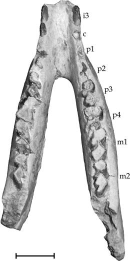 468 G. BILLET ET AL. Figure 13. Archaeohyrax suniensis sp. nov., partial mandible, MNHN-BOL-V 009682. Scale bar = 1 cm.