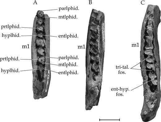 LATE OLIGOCENE ARCHAEOHYRACIDS FROM BOLIVIA AND ARGENTINA 469 Figure 14. Archaeohyrax suniensis sp. nov., lower permanent cheek teeth. A, left p3-m2, SAL 311. B, right p3-m2 (reversed), SAL 309.