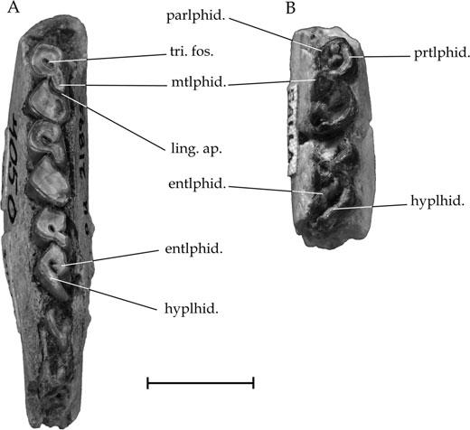 LATE OLIGOCENE ARCHAEOHYRACIDS FROM BOLIVIA AND ARGENTINA 471 Figure 17. Archaeohyrax suniensis sp. nov., deciduous lower teeth. A, left dp3-4, m1-2, YPM-PU 21895. B, right dp3-4, SAL 646.