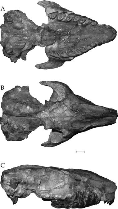 LATE OLIGOCENE ARCHAEOHYRACIDS FROM BOLIVIA AND ARGENTINA 475 both present a fossetid in their centre.