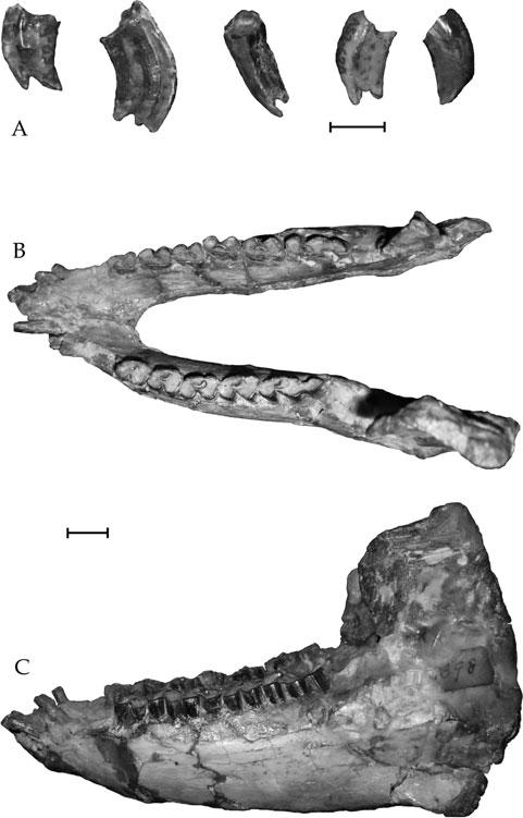 478 G. BILLET ET AL. Figure 21. Archaeohyrax patagonicus, dentition. A, five isolated upper cheek teeth, MACN A52-620.
