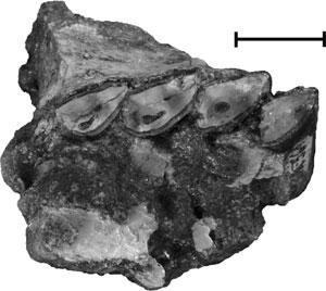 LATE OLIGOCENE ARCHAEOHYRACIDS FROM BOLIVIA AND ARGENTINA 483 Figure 23. Sallatherium altiplanense, slightly worn P4- M3, SAL 561. Mesial to right and labial at the top.scale bar = 1 cm.