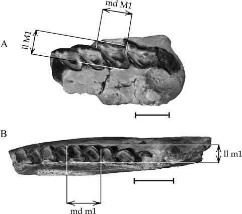 460 G. BILLET ET AL. Figure 1. Teeth measurements, illustration of the method. A, upper cheekteeth, SAL 189, left maxilla with P3-M3. B, lower cheekteeth, SAL 309, right mandible with p3-m2.