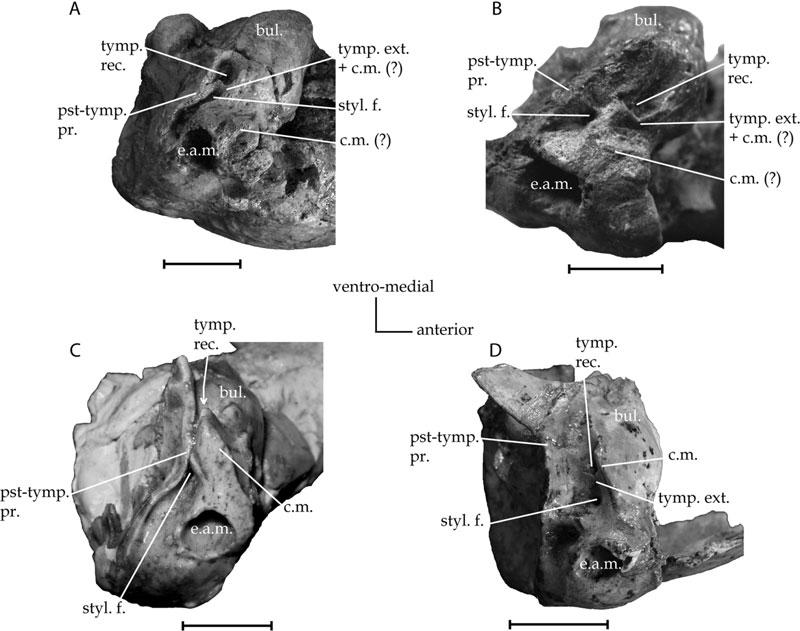 488 G. BILLET ET AL. Figure 26. Details of the auditory regions of hegetotheriids. A, right auditory region of Prohegetotherium schiaffinoi, SAL 6.