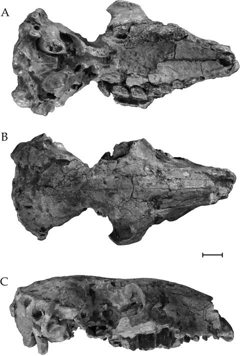LATE OLIGOCENE ARCHAEOHYRACIDS FROM BOLIVIA AND ARGENTINA 461 is shallower and wider in Archaeohyrax and therefore the two conditions may not be homologous.