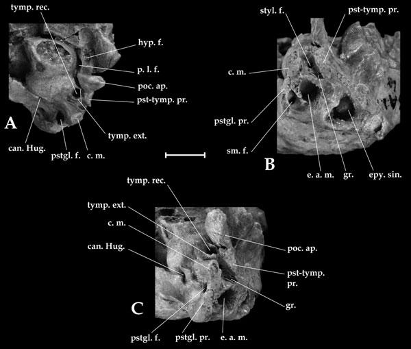 LATE OLIGOCENE ARCHAEOHYRACIDS FROM BOLIVIA AND ARGENTINA 465 Figure 8. Archaeohyrax suniensis sp. nov., details of the auditory region (right side), SAL 4. A, ventral view.