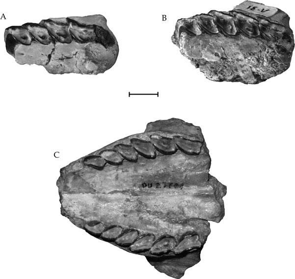 466 G. BILLET ET AL. Figure 10. Archaeohyrax suniensis sp. nov., isolated slightly worn premolars. A, YPM-PU 23788, left P4 (?). B, YPM-PU 23789, right P4 (?). Mesial to left and labial at the top.