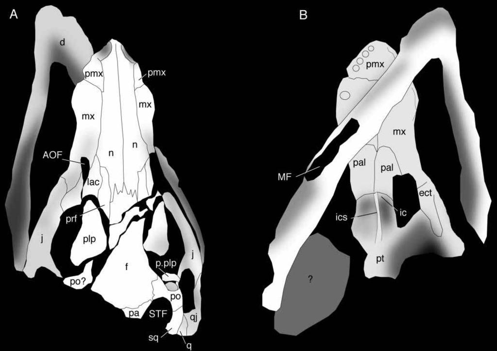 256 A. H. Turner Figure 1. DGM-DNPM 432-R, Araripesuchus gomesii. Line interpretation of cranial sutures. A, Dorsal view. B, Ventral view.