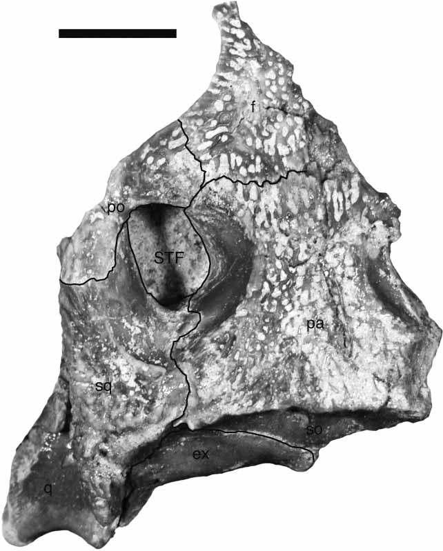 New Araripesuchus from Madagascar 283 Figure 28. FMNH PR 2299, Araripesuchus tsangatsangana. Dorsal view of skull table showing interpretation of sutures. Scale ¼ 1 cm. (Photograph by C. Leonard.