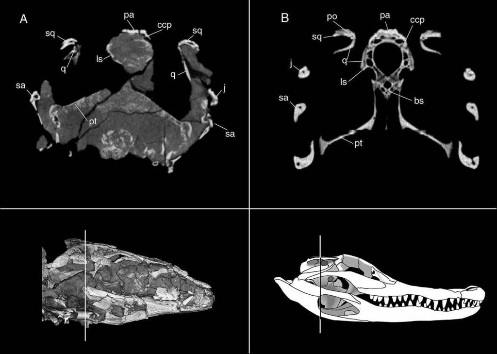 284 A. H. Turner Figure 30. Comparison of parietal and crista cranii parietalis morphology between FMNH PR 2297 (Araripesuchus tsangatsangana A) and TMM m-7487 (Alligator mississippiensis B).
