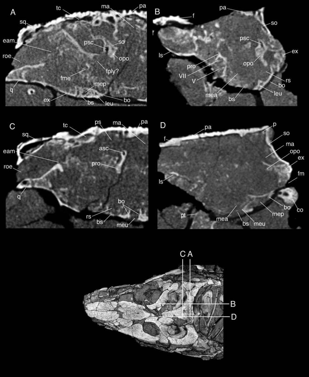 New Araripesuchus from Madagascar 285 Figure 33. FMNH PR 2297, Araripesuchus tsangatsangana. CT imagery of various braincase morphology including otic capsule and Eustachian sinuses.