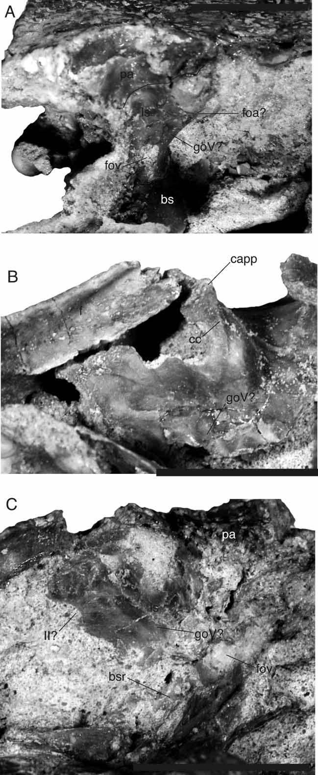 New Araripesuchus from Madagascar 289 Figure 38. FMNH PR 2297, Araripesuchus tsangatsangana. Threedimensional CT reconstruction of the palate with the surrounding matrix digitally removed.