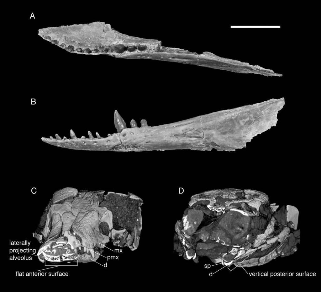 New Araripesuchus from Madagascar 291 Figure 40. FMNH PR 2298, Araripesuchus tsangatsangana. Left lateral view of dorsal surface of pterygoid.