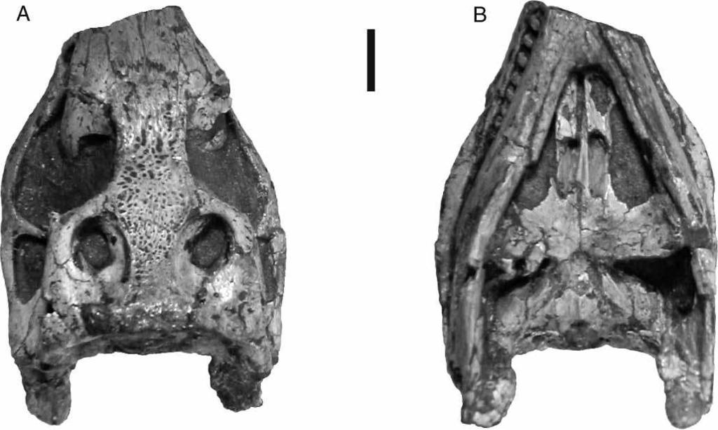 New Araripesuchus from Madagascar 257 Figure 2. MUCPV 269, Araripesuchus patagonicus. Skull in dorsal view (A) and ventral view (B). Scale ¼ 1 cm. showing both dorsal and ventral aspects.
