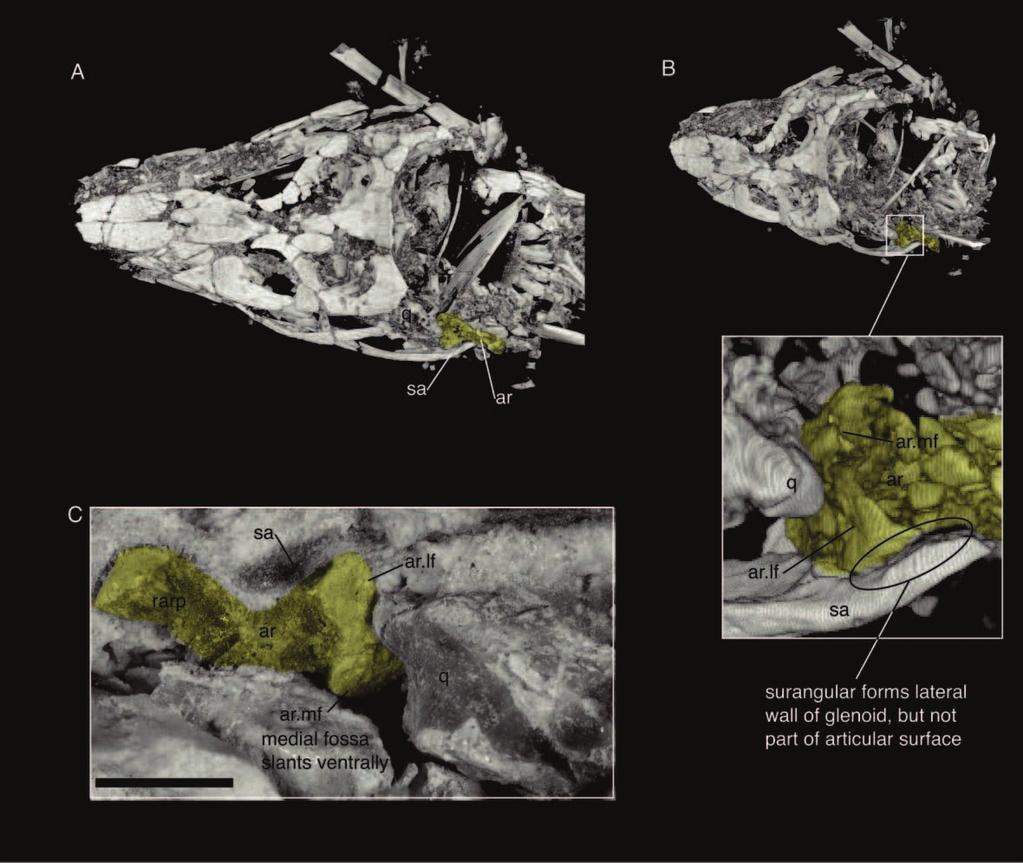 New Araripesuchus from Madagascar 295 Figure 46. UA 8754, Araripesuchus tsangatsangana. Lateral view of an isolated left angular. Scale ¼ 1 cm. (Photograph by C. Leonard.