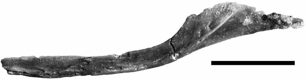 The division between the posterior projection overlapping the retroarticular process and the dorsally curved portion is present in the other Araripesuchus species.