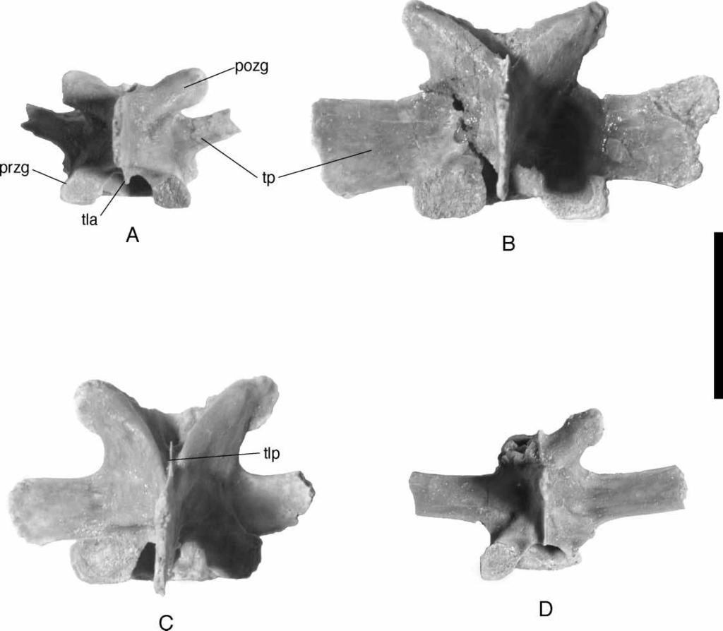 308 A. H. Turner Figure 61. Araripesuchus tsangatsangana. Comparison of isolated vertebrae in dorsal view. A, Anterior dorsal vertebra, FMNH PR 2306. B, Mid-dorsal vertebra, FMNH PR 2305.
