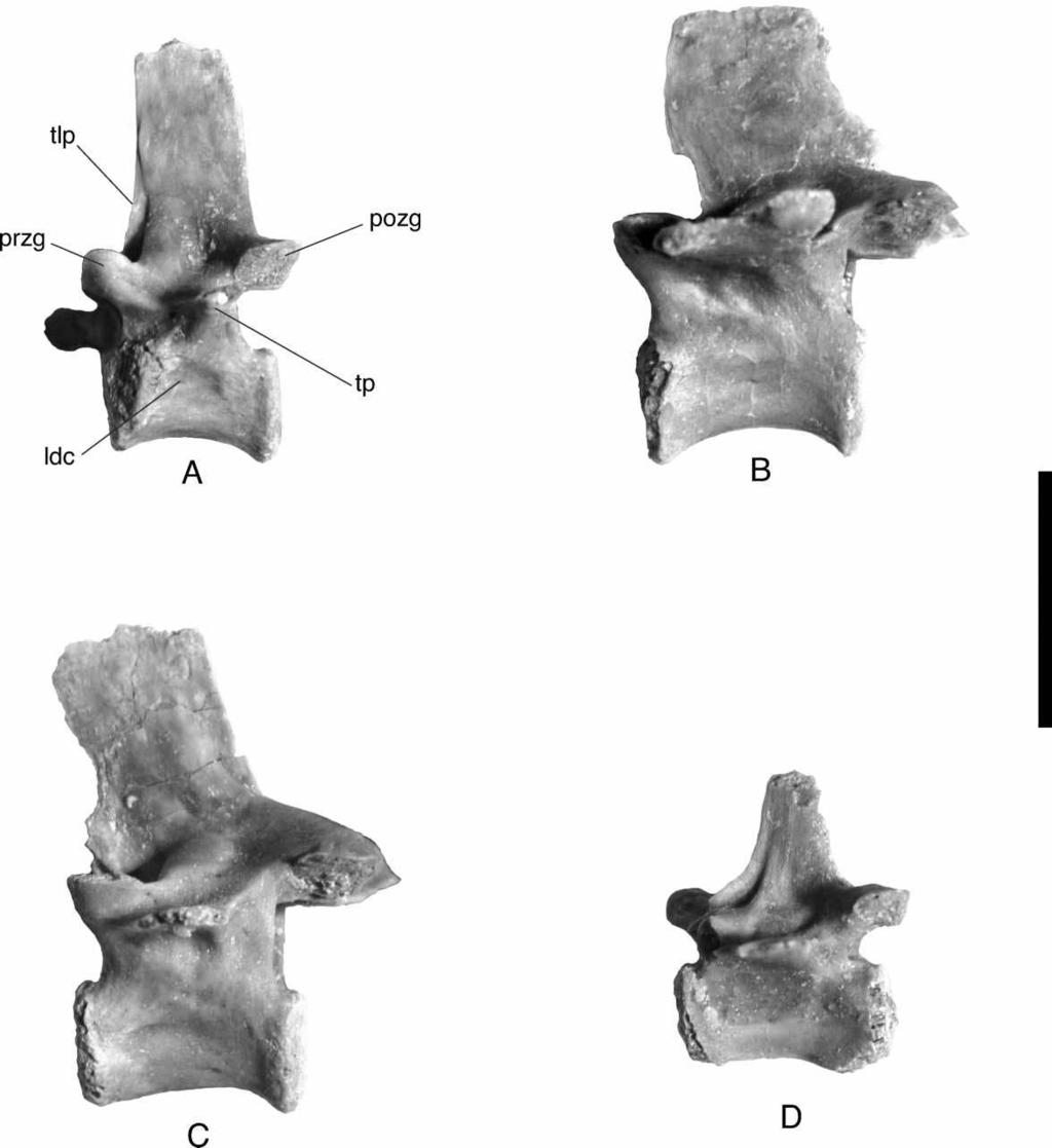 New Araripesuchus from Madagascar 309 Figure 62. Araripesuchus tsangatsangana. Comparison of isolated vertebrae in left lateral view. A, Anterior dorsal vertebra, FMNH PR 2306.
