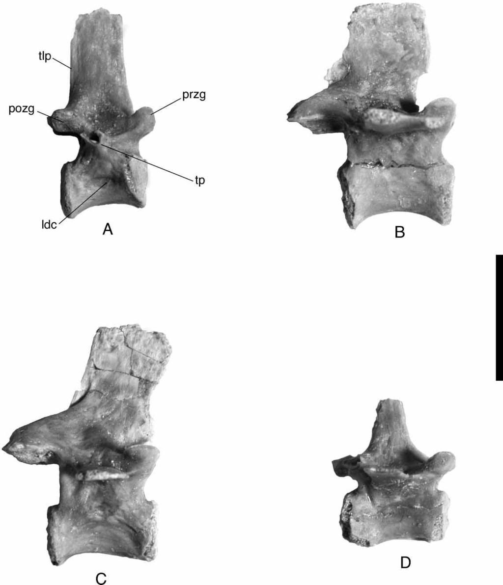 310 A. H. Turner Figure 63. Araripesuchus tsangatsangana. Comparison of isolated vertebrae in right lateral view. A, Anterior dorsal vertebra, FMNH PR 2306. B, Mid-dorsal vertebra, FMNH PR 2305.