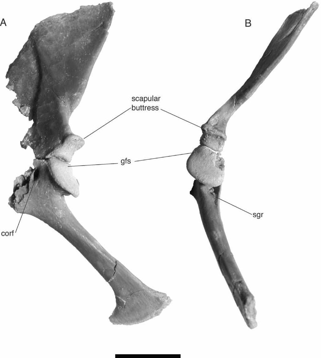 New Araripesuchus from Madagascar 313 Figure 67. FMNH PR 2313, Araripesuchus tsangatsangana. Articulated left scapula and coracoid in lateral (A) and posterior (B) view. Scale ¼ 1 cm.