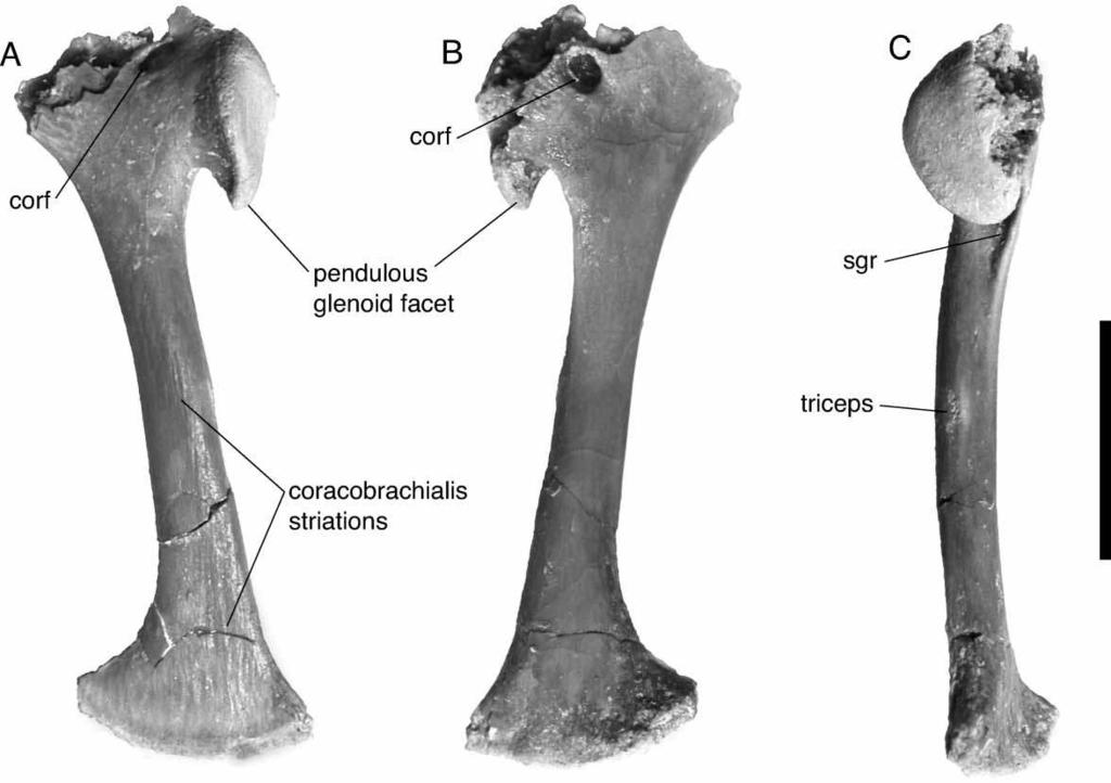 316 A. H. Turner Figure 69. FMNH PR 2313, Araripesuchus tsangatsangana. Left coracoid in lateral (A), medial (B), and posterior (C) view, showing muscle scarring. Scale ¼ 1 cm. (Photographs by C.