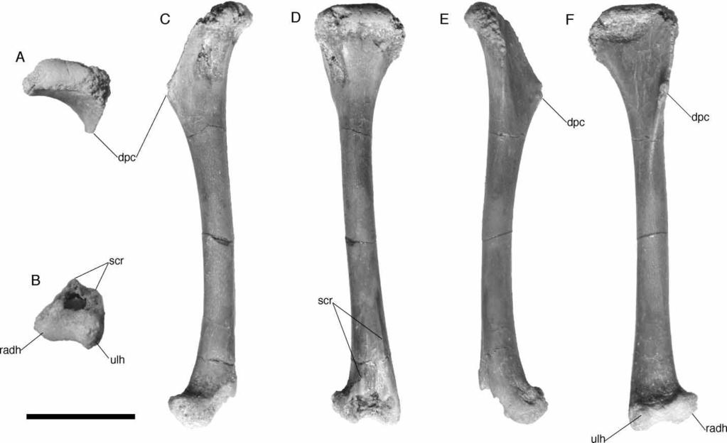 318 A. H. Turner Figure 70. FMNH PR 2302, Araripesuchus tsangatsangana. Left humerus in proximal (A), distal (B), lateral (C), posterior (D), medial (E), and anterior (F) views. Scale ¼ 1 cm.
