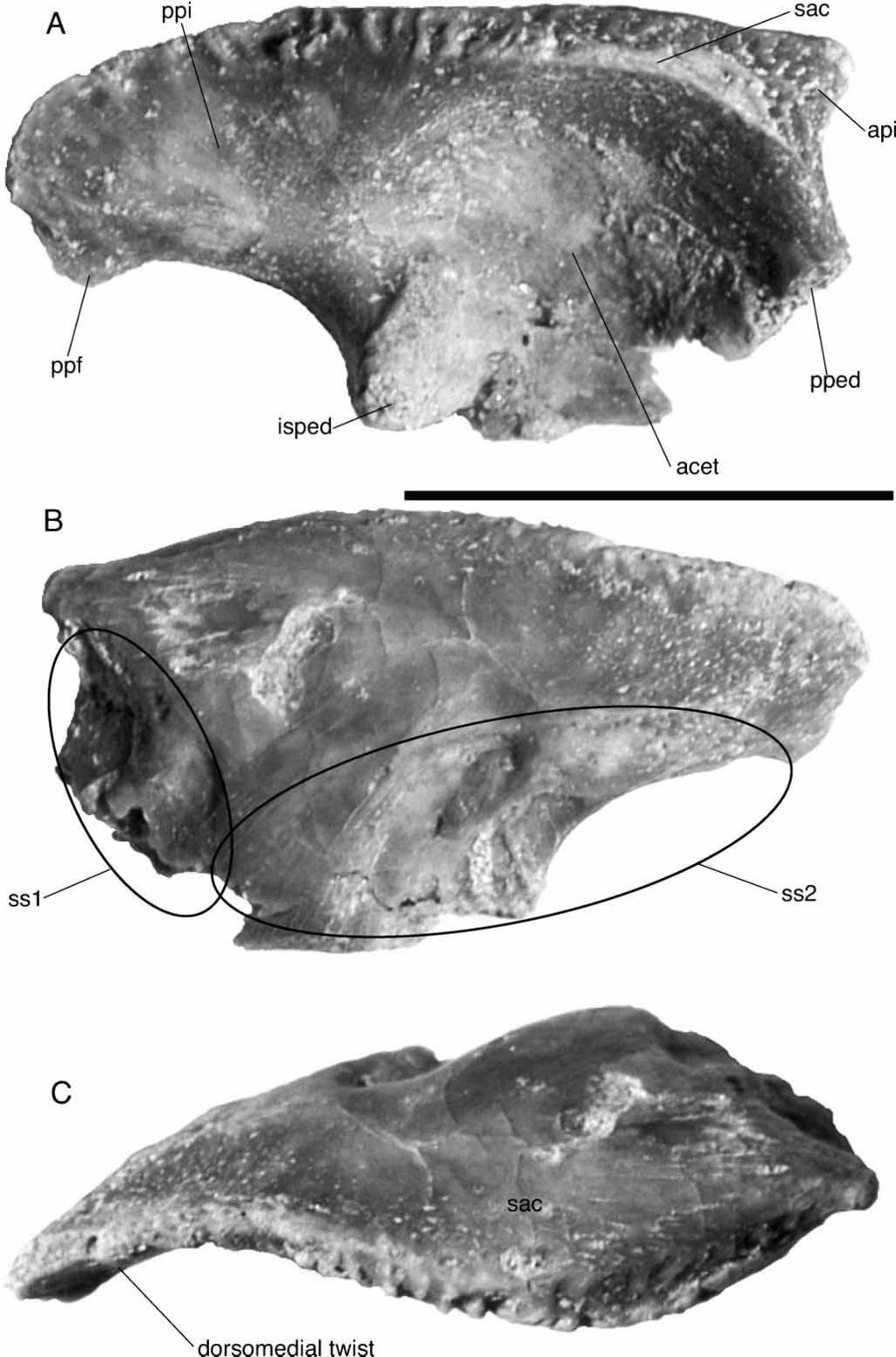326 A. H. Turner Figure 79. FMNH PR 2303, Araripesuchus tsangatsangana. Right ilium in ventrolateral (A), medial (B), and dorsal (C) view. Scale ¼ 1 cm. (Photographs by C. Leonard.