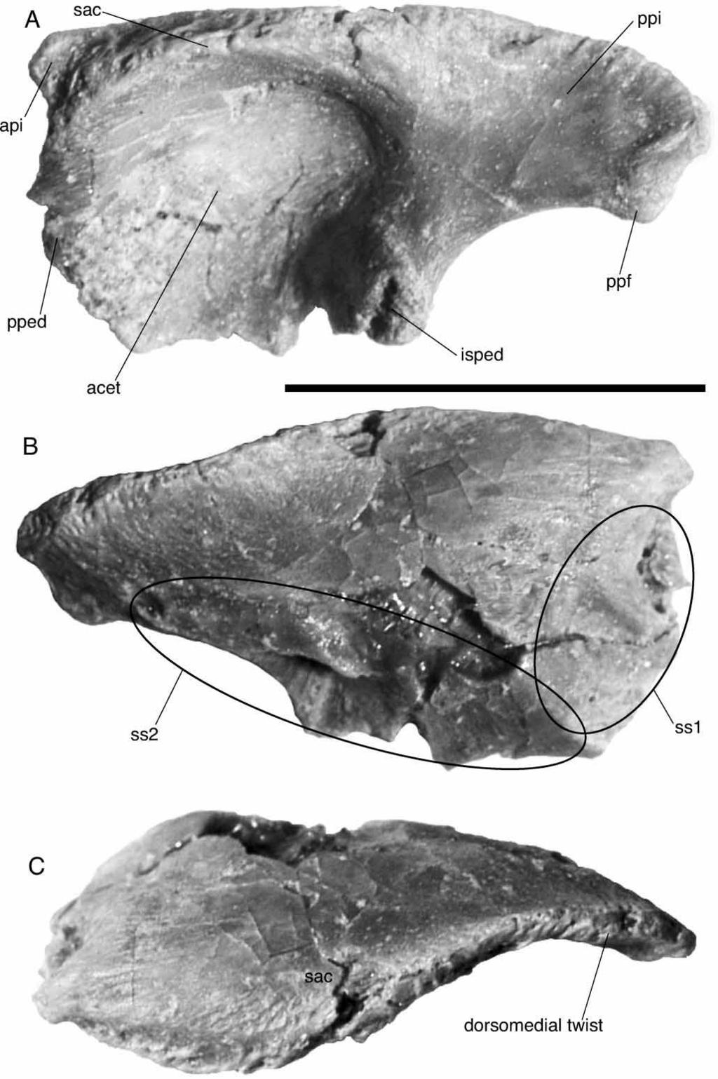 New Araripesuchus from Madagascar 327 Figure 80. FMNH PR 2303, Araripesuchus tsangatsangana. Left ilium in ventrolateral (A), medial (B), and dorsal (C) view. Scale ¼ 1 cm. (Photographs by C. Leonard.