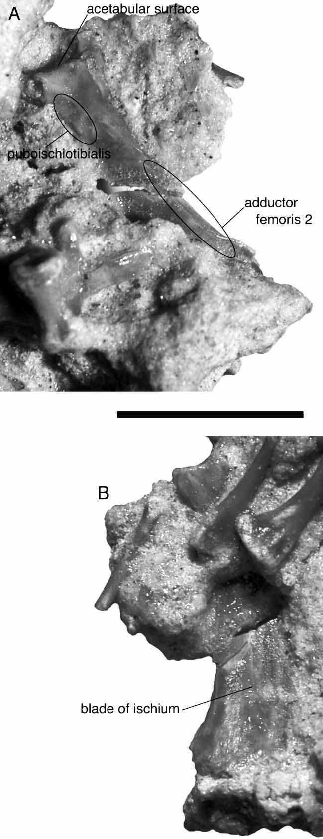 330 A. H. Turner Figure 82. FMNH PR 2330, Araripesuchus tsangatsangana. A, Left ischium, lateral view. B, Left ischium, medial view. Scale ¼ 1 cm. (Photographs by C. Leonard.