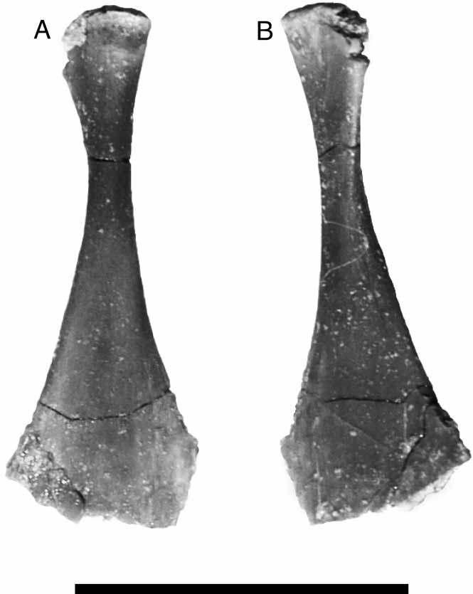 New Araripesuchus from Madagascar 331 Figure 83. FMNH PR 2331, Araripesuchus tsangatsangana. A, Left pubis, ventrolateral view. B, Left ischium, dorsomedial view. Scale ¼ 1 cm. (Photographs by C.