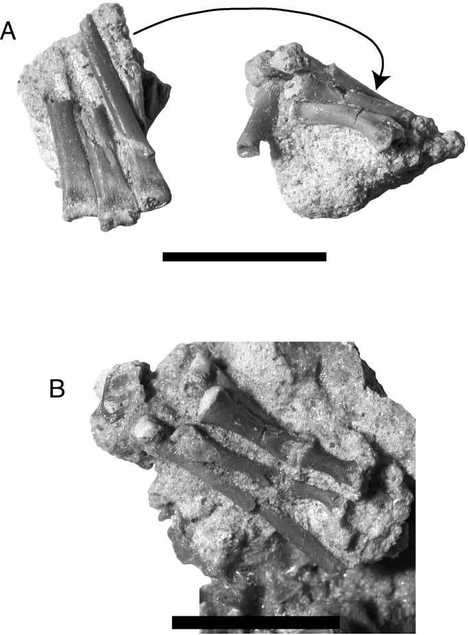 New Araripesuchus from Madagascar 339 Figure 90. Pedal morphology. A, Partial pes (FMNH PR 2319) showing the metatarsals (on the left) and phalanges (on the right).