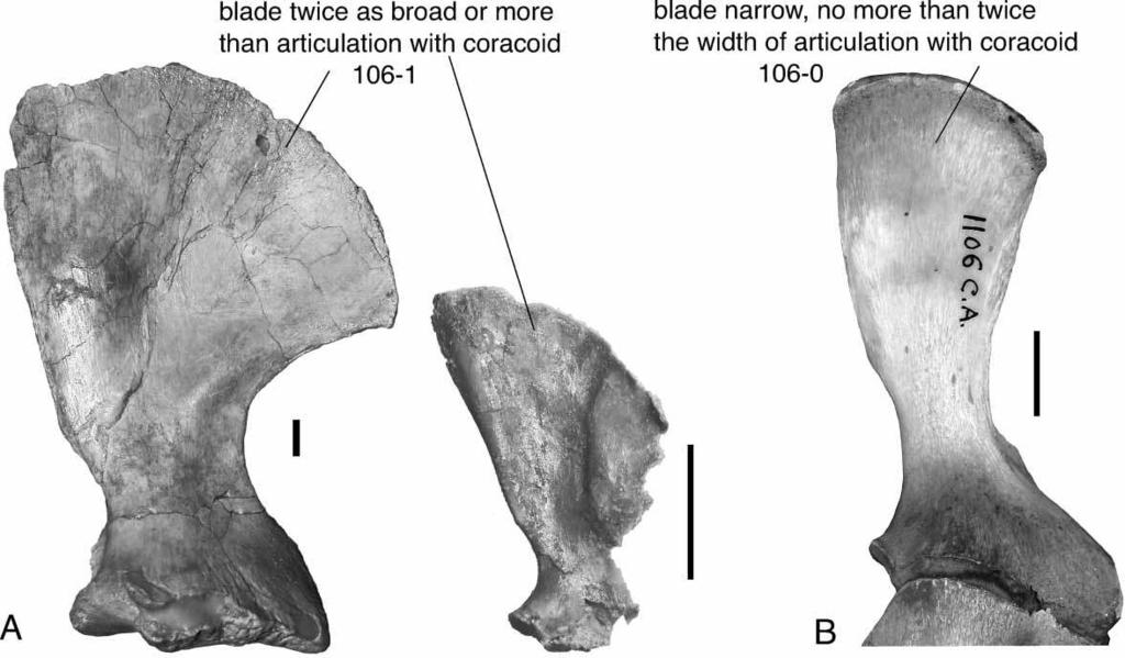 New Araripesuchus from Madagascar 343 Figure 95. Systematic variation in scapula shape.