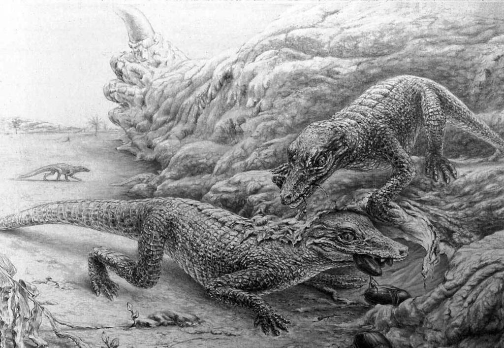 346 A. H. Turner Figure 99. for Araripesuchus wegeneri, I view this possible clade as unlikely.