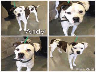 A258251 ADOPT201 Andy - 1 Year 7 Months Old Male