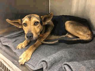 Bull/Mix SICKMED 5 Shep - 4 Years Old Male 12/28/16