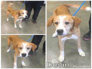 ADOPT302 Devin - 5 Years Old Male 12/12/16