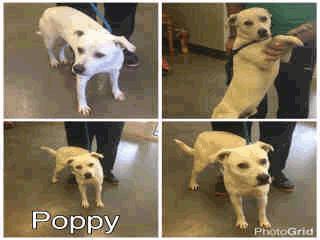 Retr/Mix ADOPT303 Poppy - 2 Years Old Male
