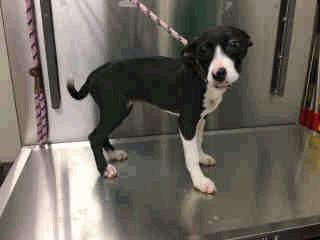- 3 Months Old Male A259086 SPUP 15 Polly